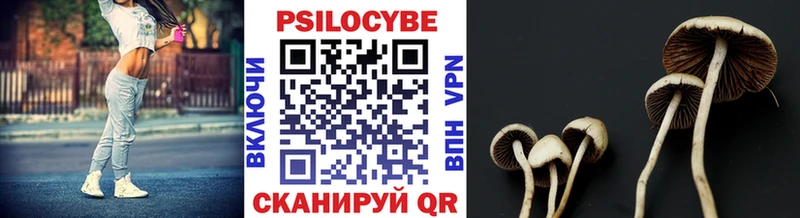 где продают   Владикавказ  Псилоцибиновые грибы GOLDEN TEACHER 